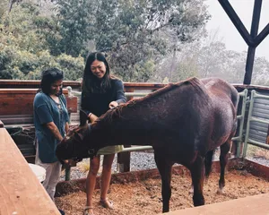 How much personality the horses had, especially Boomer when S and I were brushing him