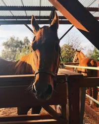 Meeting Badger and Boomer on the mountain in Maui, and feeding and brushing them