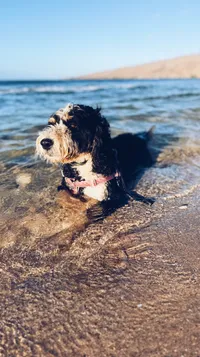 Miley the bernadoodle lounging in the waves at the Big Beach