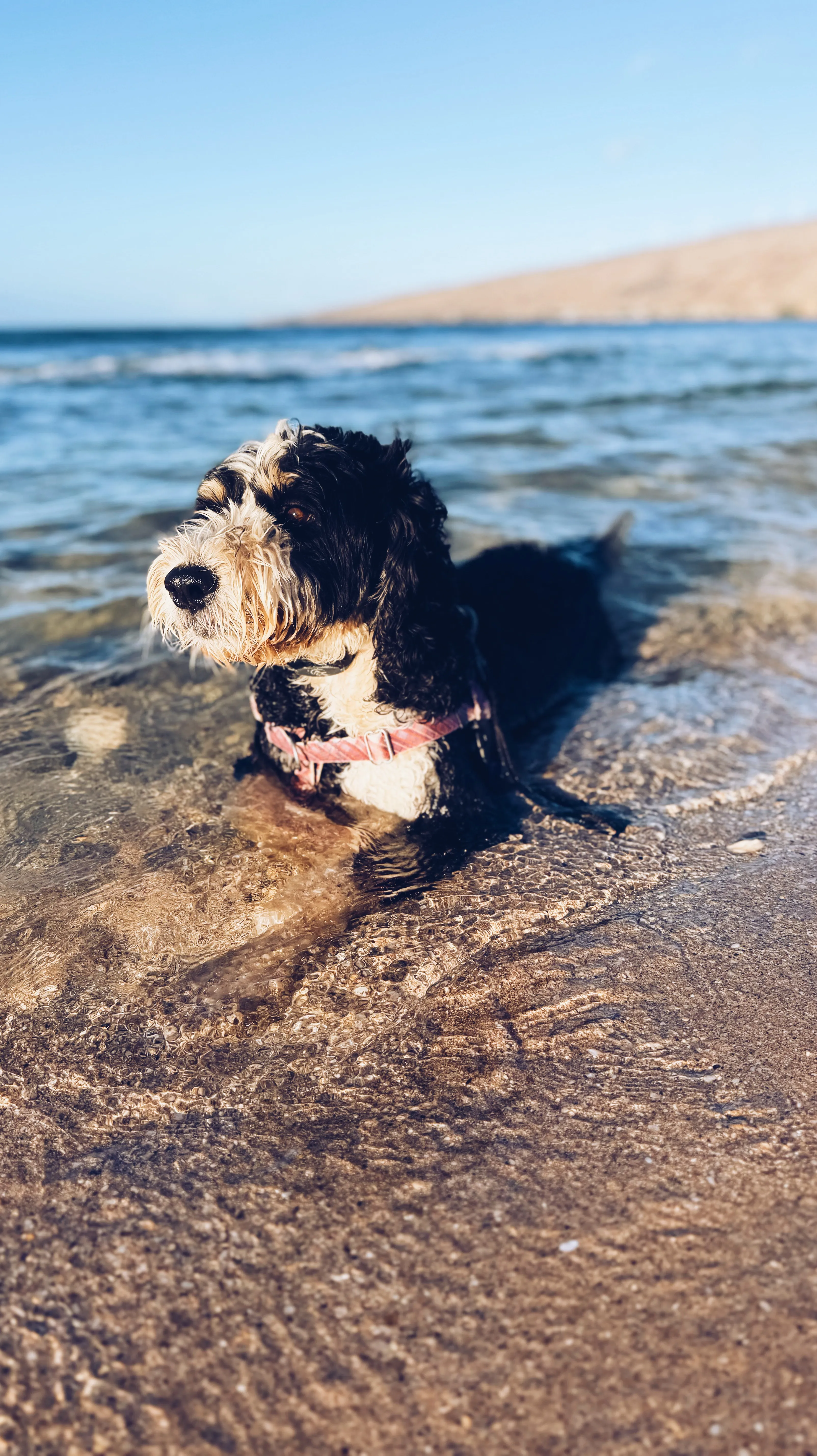 Miley the bernadoodle lounging in the waves at the Big Beach