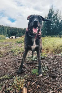 Udo, skittish and 'play is his love language' and apples