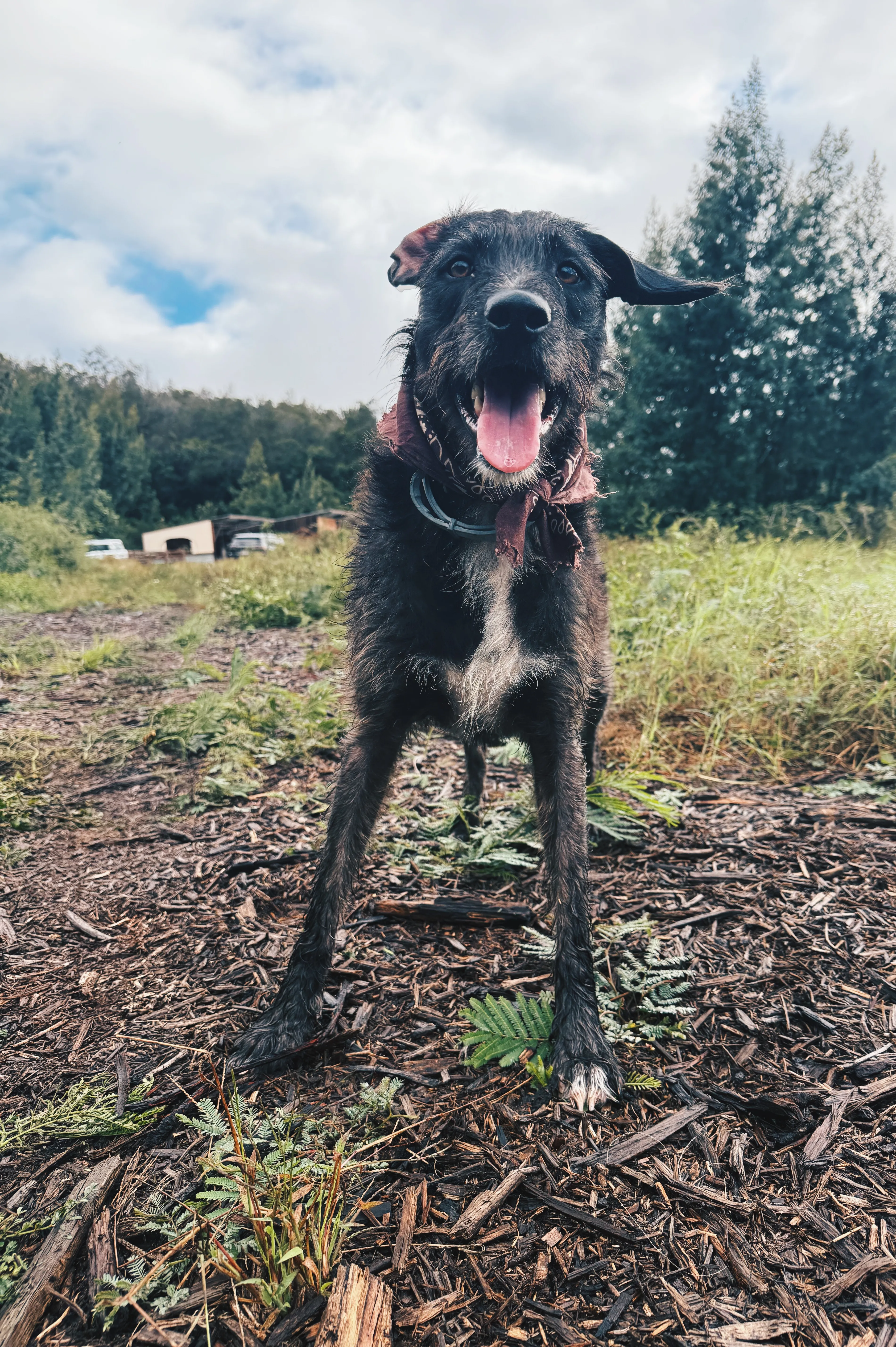 Udo, skittish and 'play is his love language' and apples