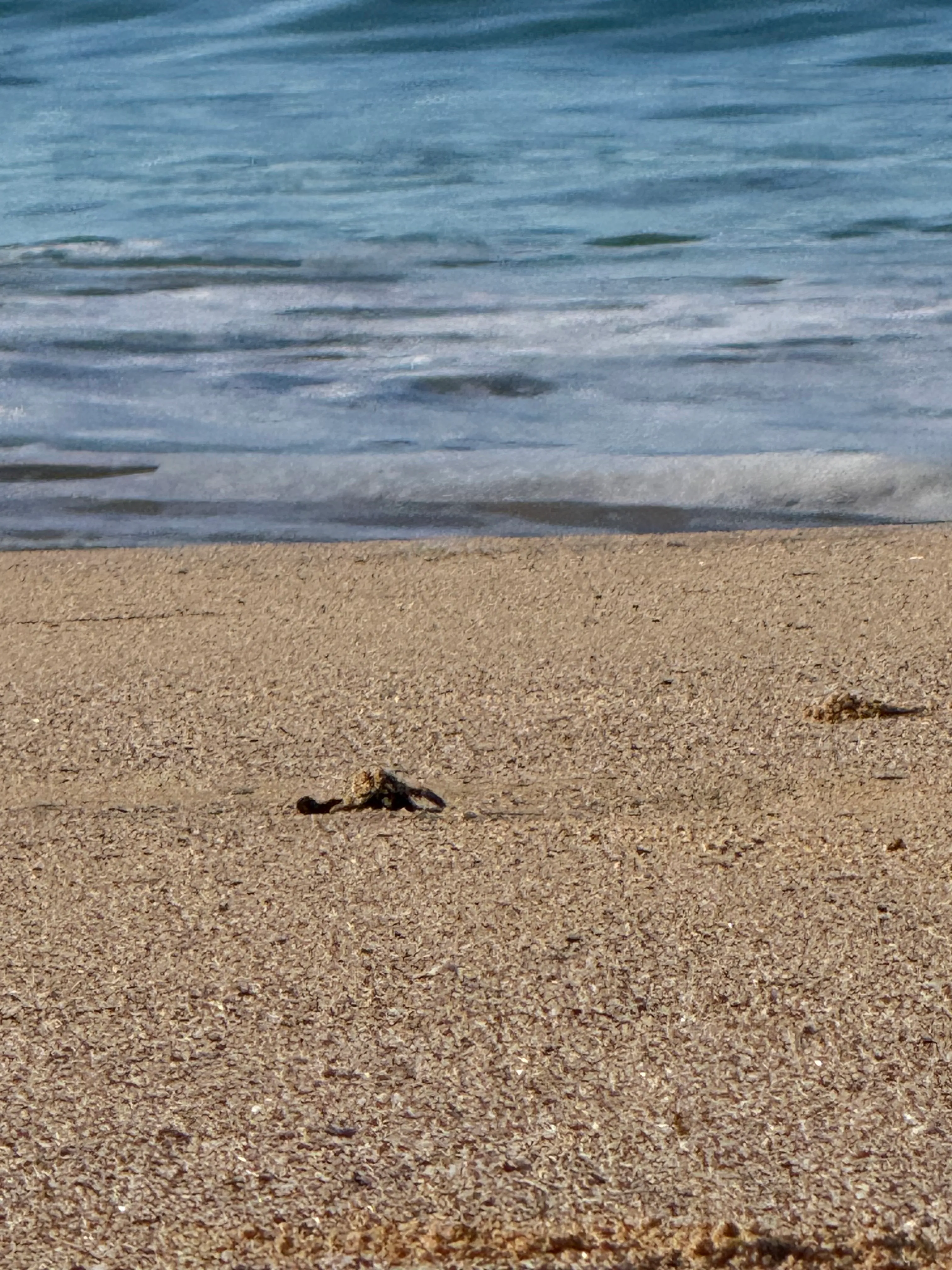 False alarm on watching the hawksbill nest after the "mass emergence" but then getting to watch (and help?!) the 10 last babies make it into the ocean-- the baby who flipped and was strong enough to flip back, and the big turtle watching in the waves, and everyone clapping at the end!