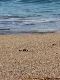 False alarm on watching the hawksbill nest after the "mass emergence" but then getting to watch (and help?!) the 10 last babies make it into the ocean-- the baby who flipped and was strong enough to flip back, and the big turtle watching in the waves, and everyone clapping at the end!