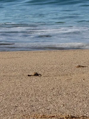 False alarm on watching the hawksbill nest after the "mass emergence" but then getting to watch (and help?!) the 10 last babies make it into the ocean-- the baby who flipped and was strong enough to flip back, and the big turtle watching in the waves, and everyone clapping at the end!