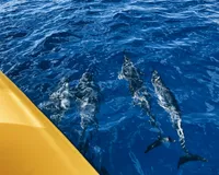 Barely hearing dolphins on dive 1, then seeing the whole pod of spinners on the boat with most of them half-sleeping and including the babies spinning somtimes on the wrong axis right by the boat, then hearing them again midway through dive 2 and listening and looking and then the WHOLE pod swimming right by!