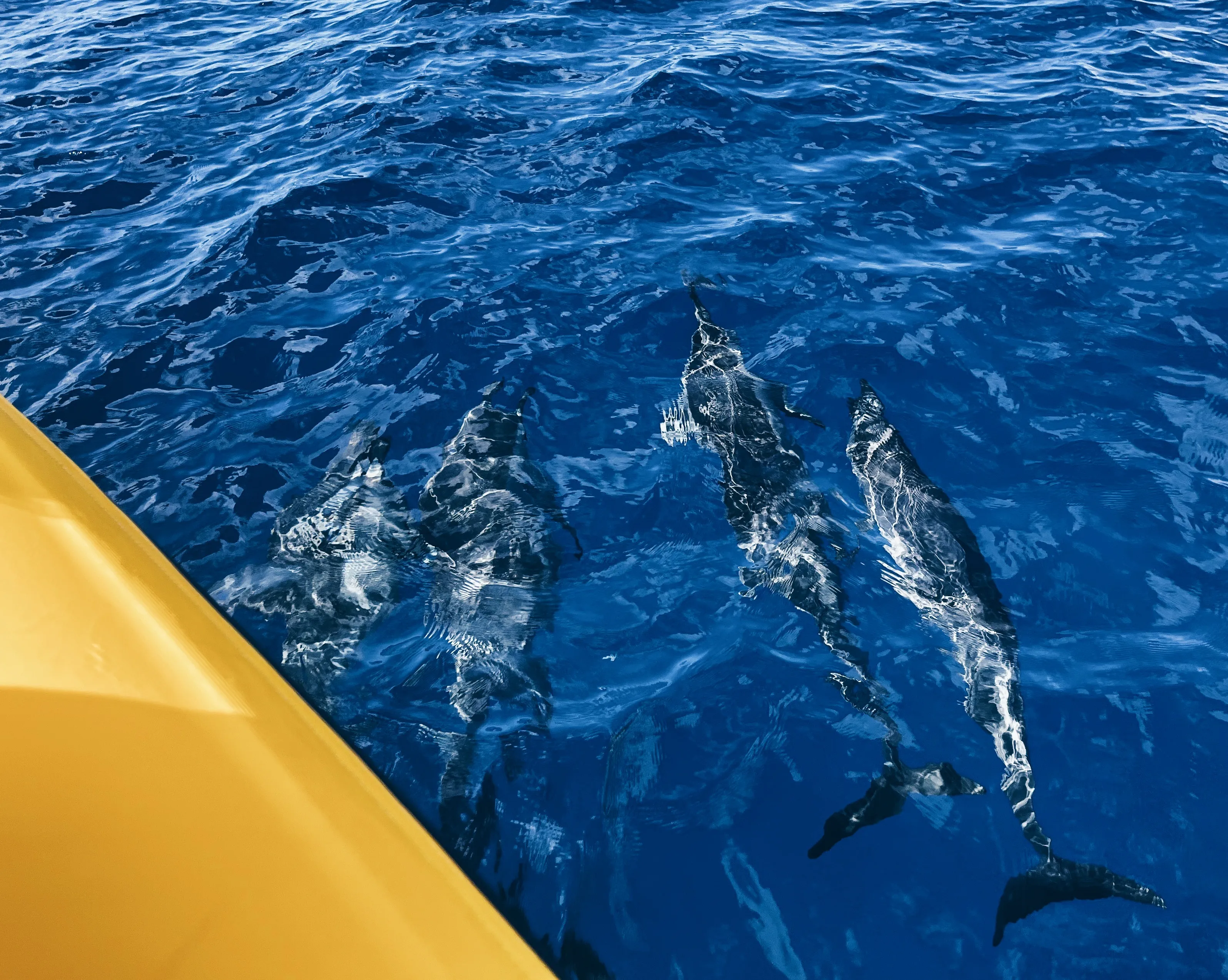 Barely hearing dolphins on dive 1, then seeing the whole pod of spinners on the boat with most of them half-sleeping and including the babies spinning somtimes on the wrong axis right by the boat, then hearing them again midway through dive 2 and listening and looking and then the WHOLE pod swimming right by!