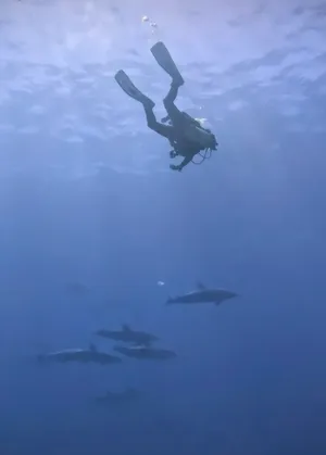 When the dolphins actually swam by us with no care in the world