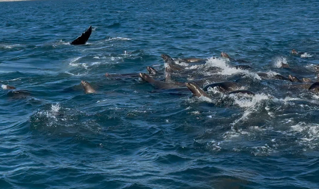 Sea lion rafts following the humpbacks and their synchronous bursts of activity and splashing