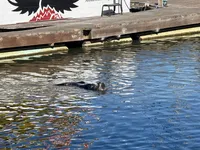 Sea otter right off the dock munching on something and rolling around