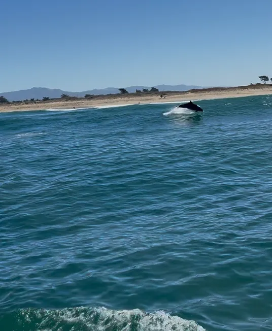 Sunlight sparkling off the water and dolphins leaping out of waves in the distance