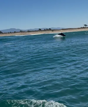 Sunlight sparkling off the water and dolphins leaping out of waves in the distance