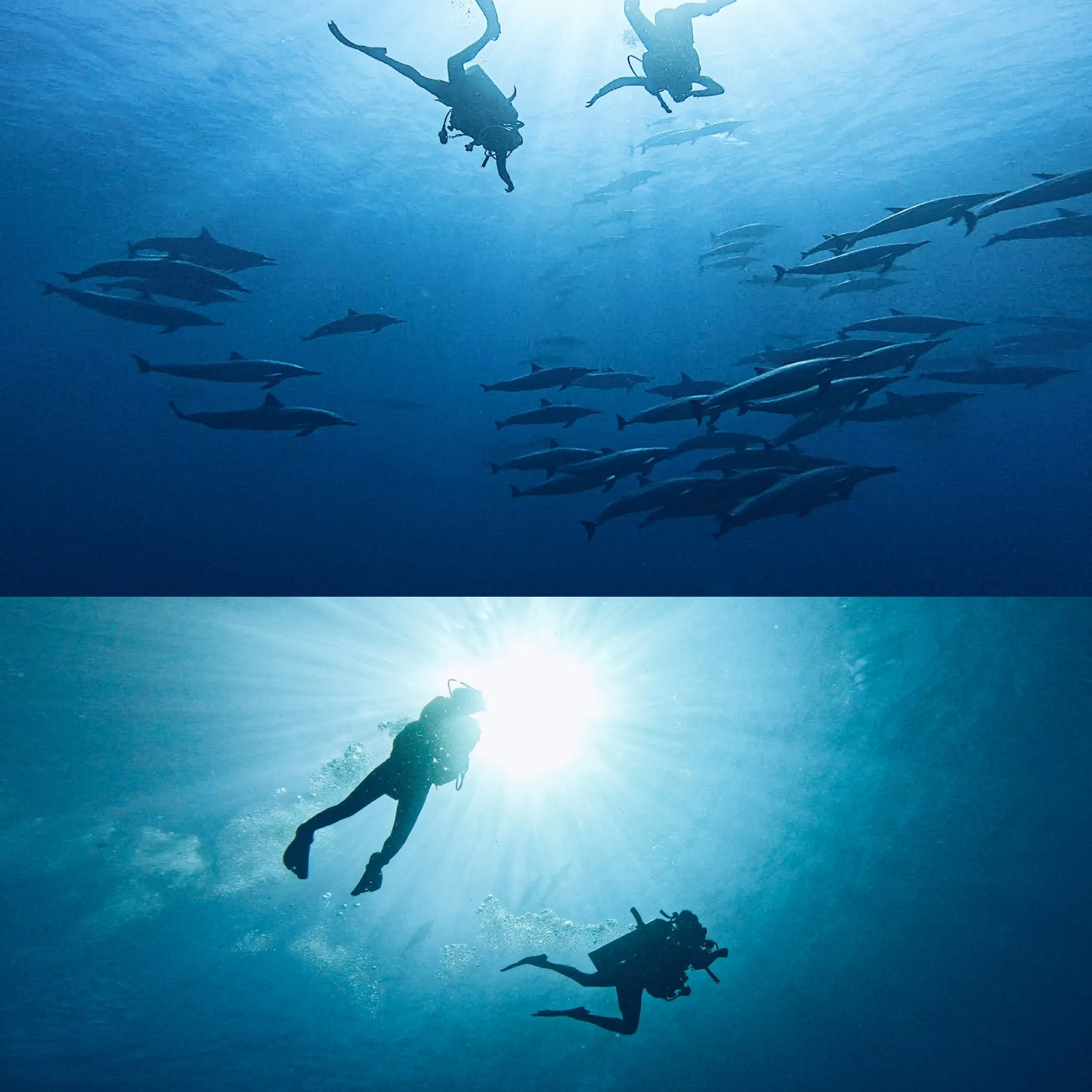 Getting photos from the dolphin dive from A!