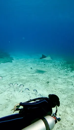 Spotted eagle rays flying by, and following the one with a remora the second time