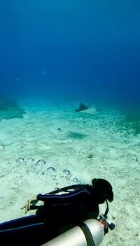 Spotted eagle rays flying by, and following the one with a remora the second time