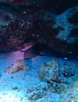 Very cute baby (!!) nurse shark napping in the cave