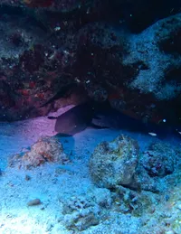 Very cute baby (!!) nurse shark napping in the cave