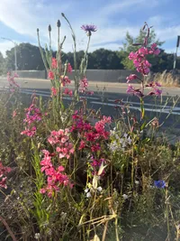 Wildflowers on the walk home, backlit by late afternoon sun