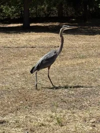 Spotting a heron (or some fancy bird) on the way to lab