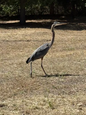 Spotting a heron (or some fancy bird) on the way to lab