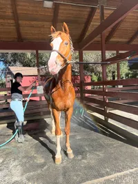Hanging out with A at the barn and meeting G and B, rainbow bath, tattoo and inspiration