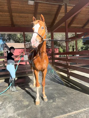 Hanging out with A at the barn and meeting G and B, rainbow bath, tattoo and inspiration